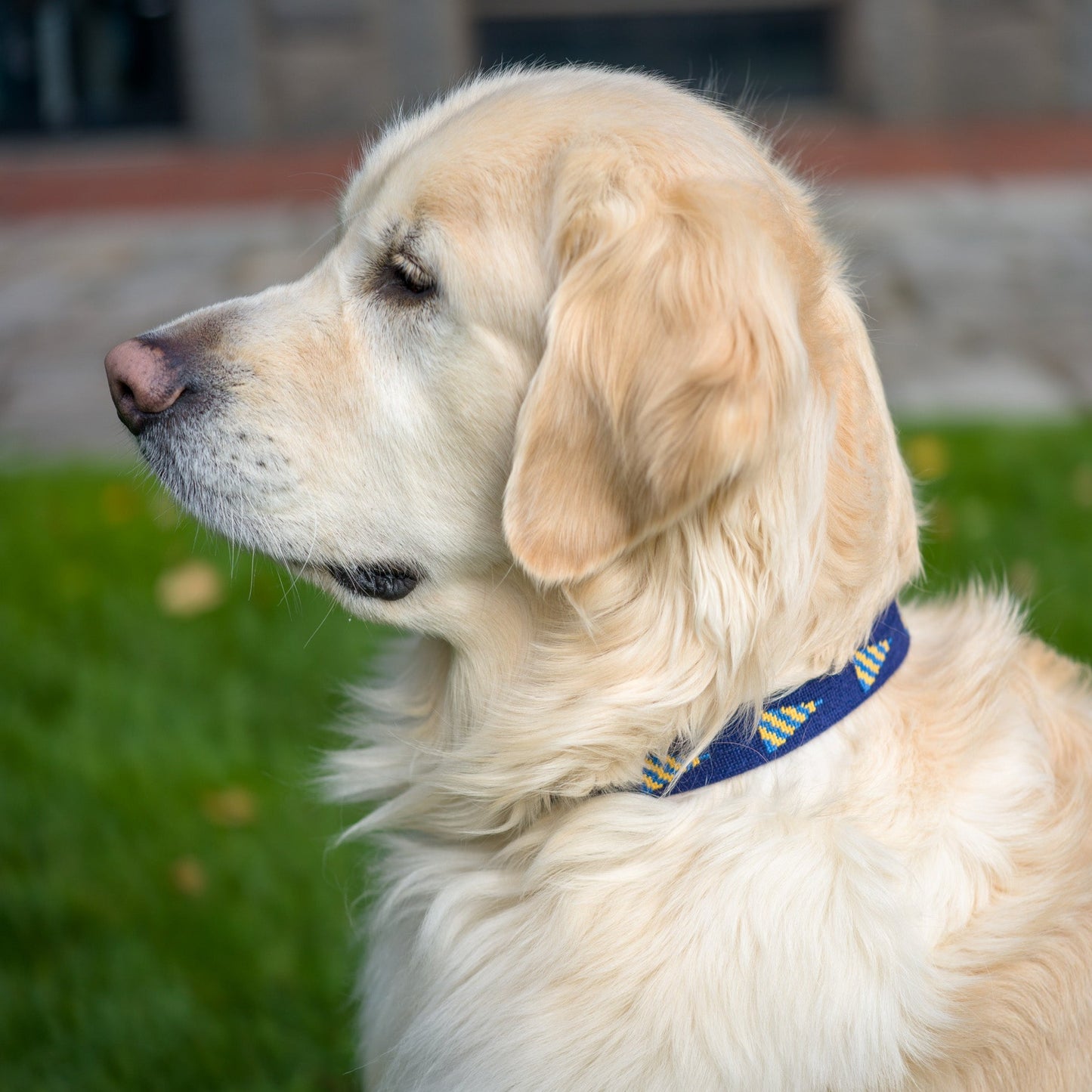 B&G Burgee Dog Collar