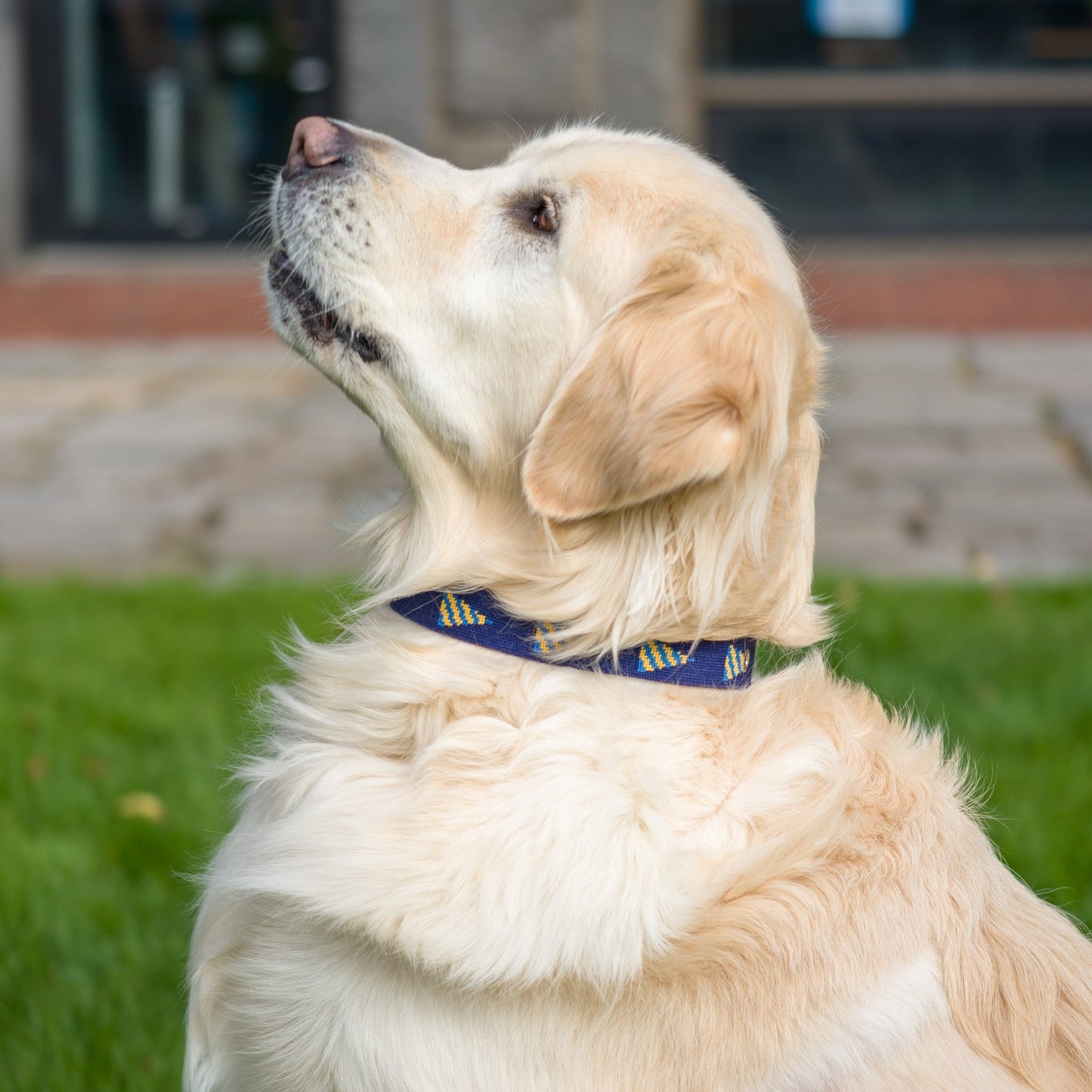 B&G Burgee Dog Collar